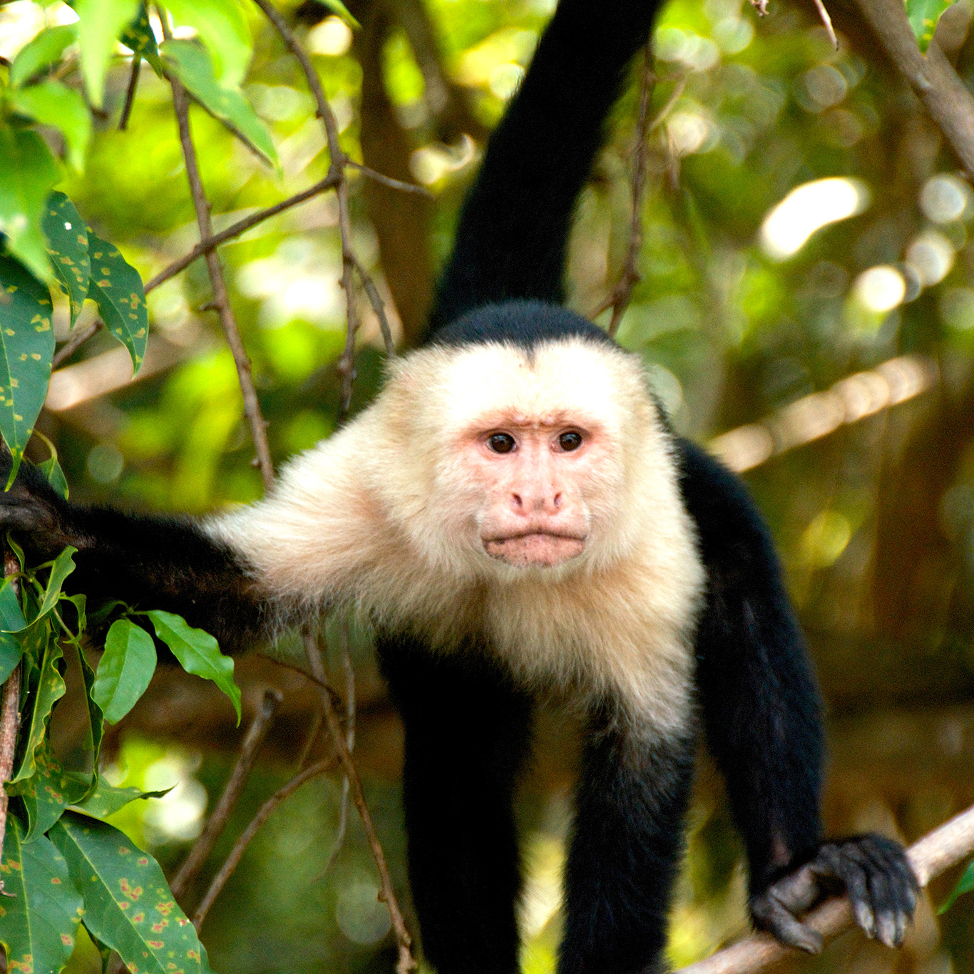 About Costa Rica Educational Programs
